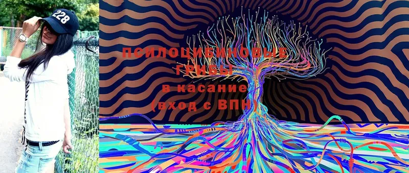 Галлюциногенные грибы MAGIC MUSHROOMS  цена наркотик  Нефтегорск 